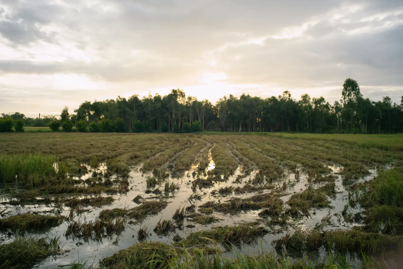 A harvested field with scattered pools of standing water among crop stubble, trees in the distance at dusk.