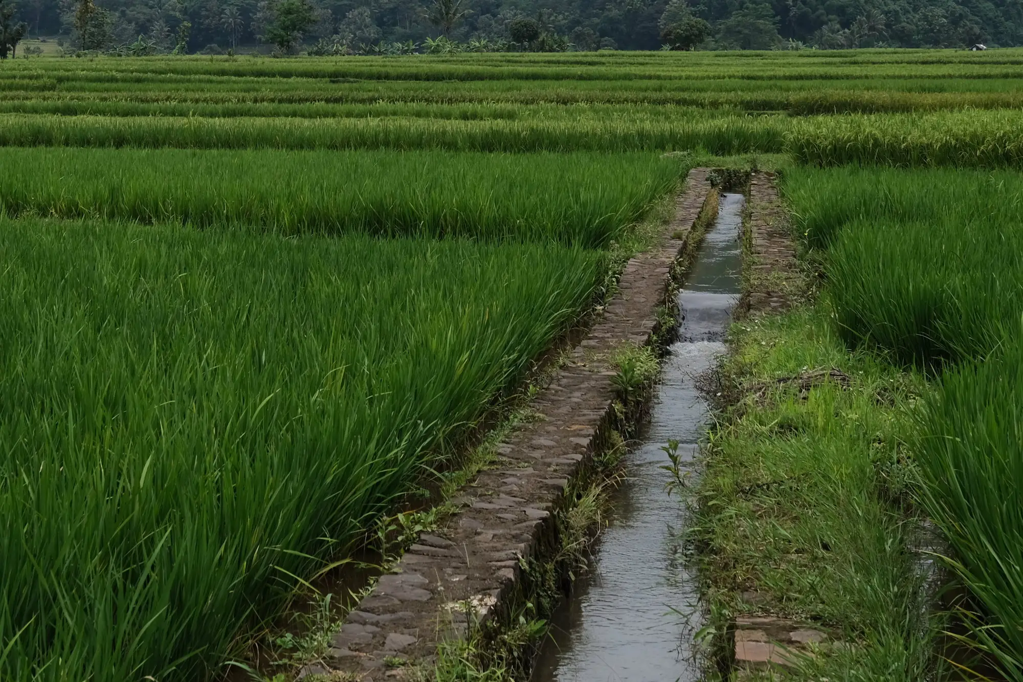 A narrow irrigation channel running between flooded rice paddies under a cloudy sky