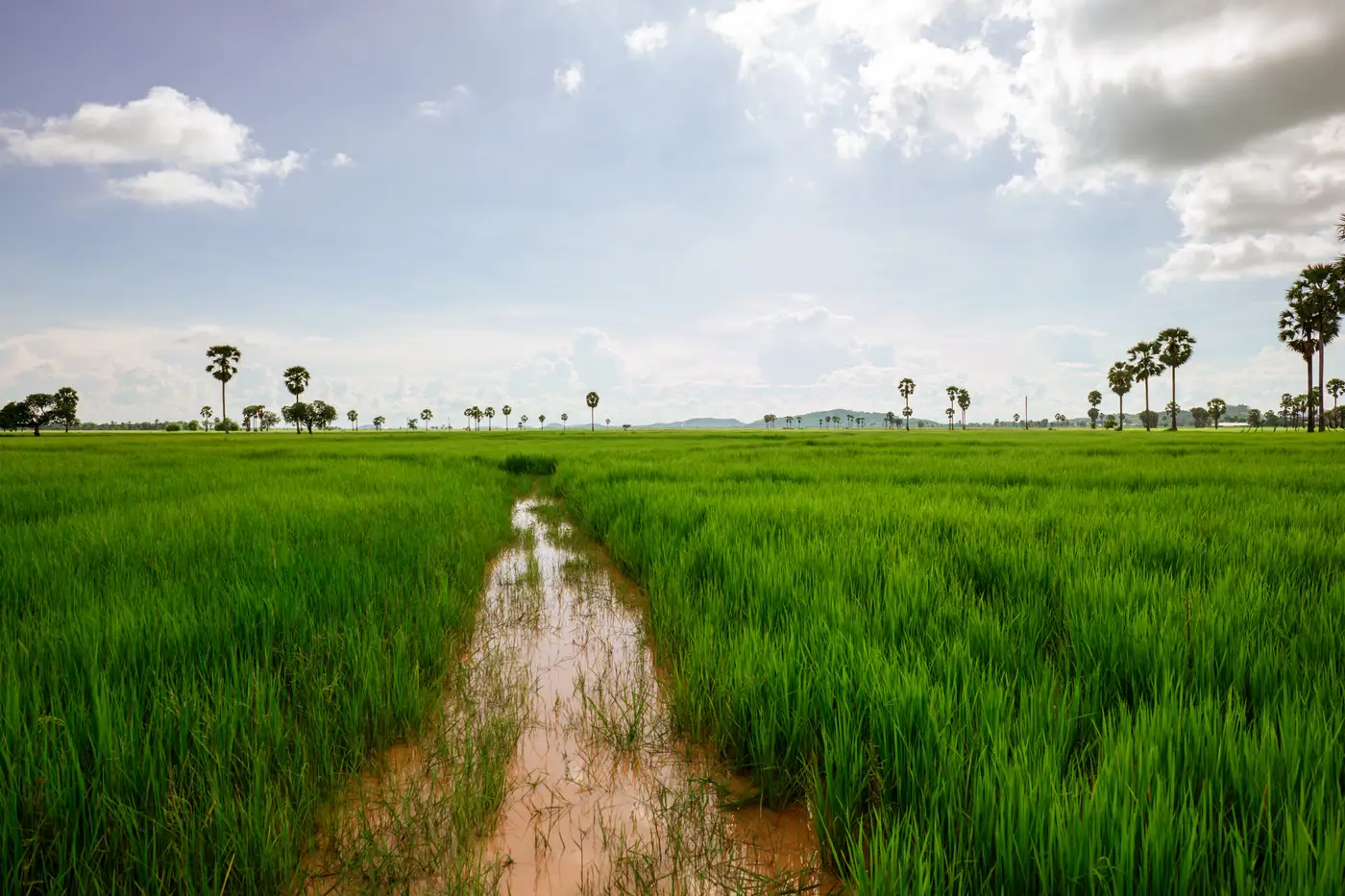 A muddy irrigation path cutting through a green rice paddy, lined by palm trees under a partly cloudy sky.