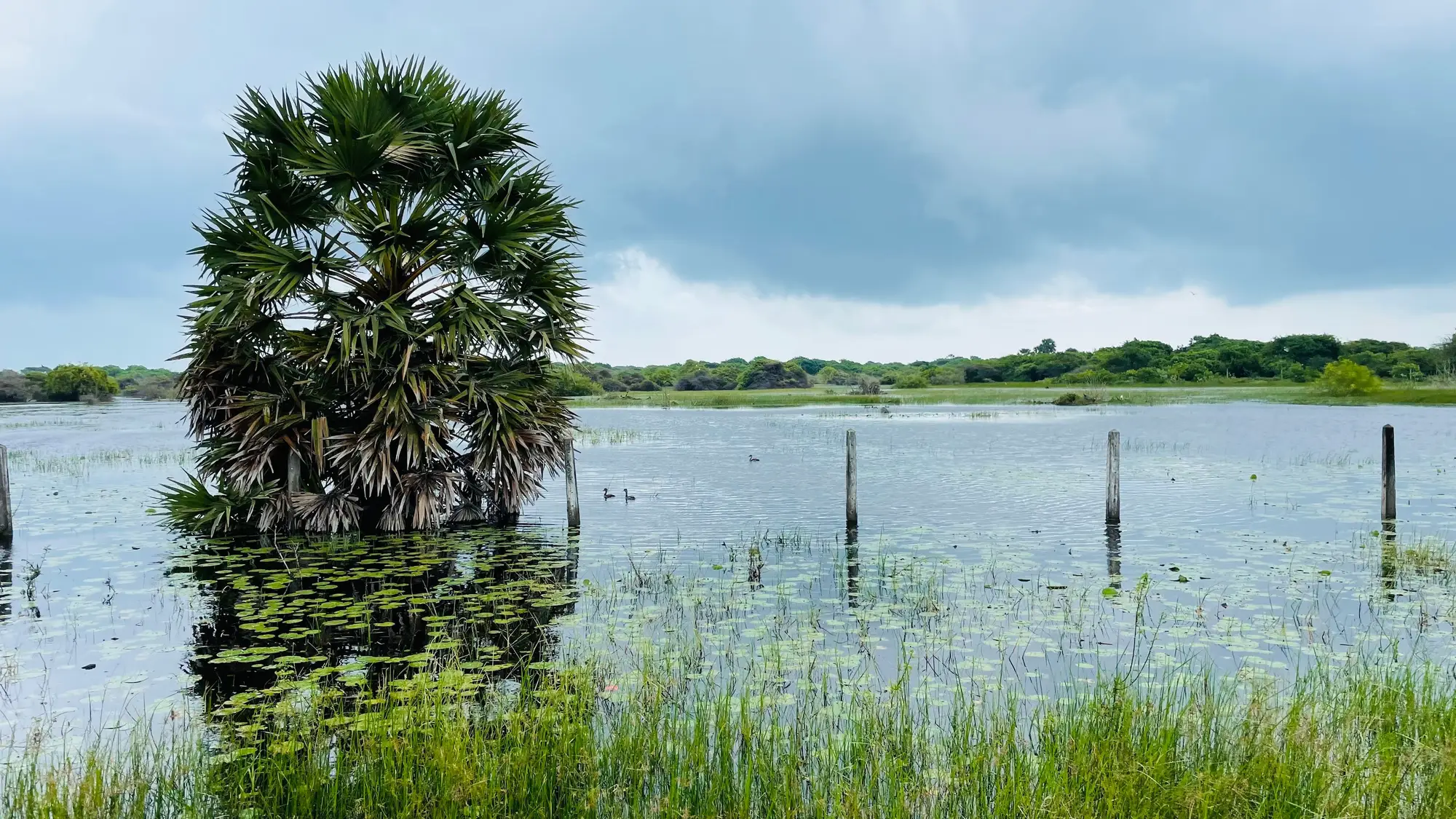 Flooded grassland with a palm standing in the water, fence posts and lily pads, under heavy rain cloud